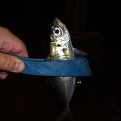 常夜灯下で爆釣